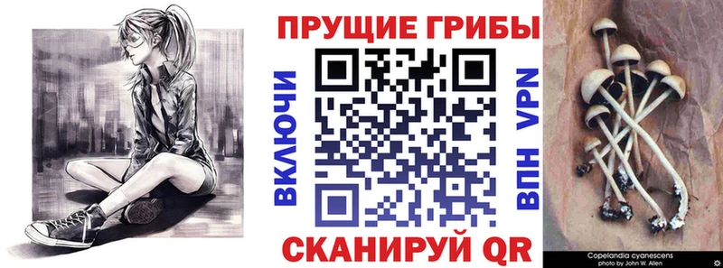 Псилоцибиновые грибы мицелий  Купить закладки  Багратионовск 